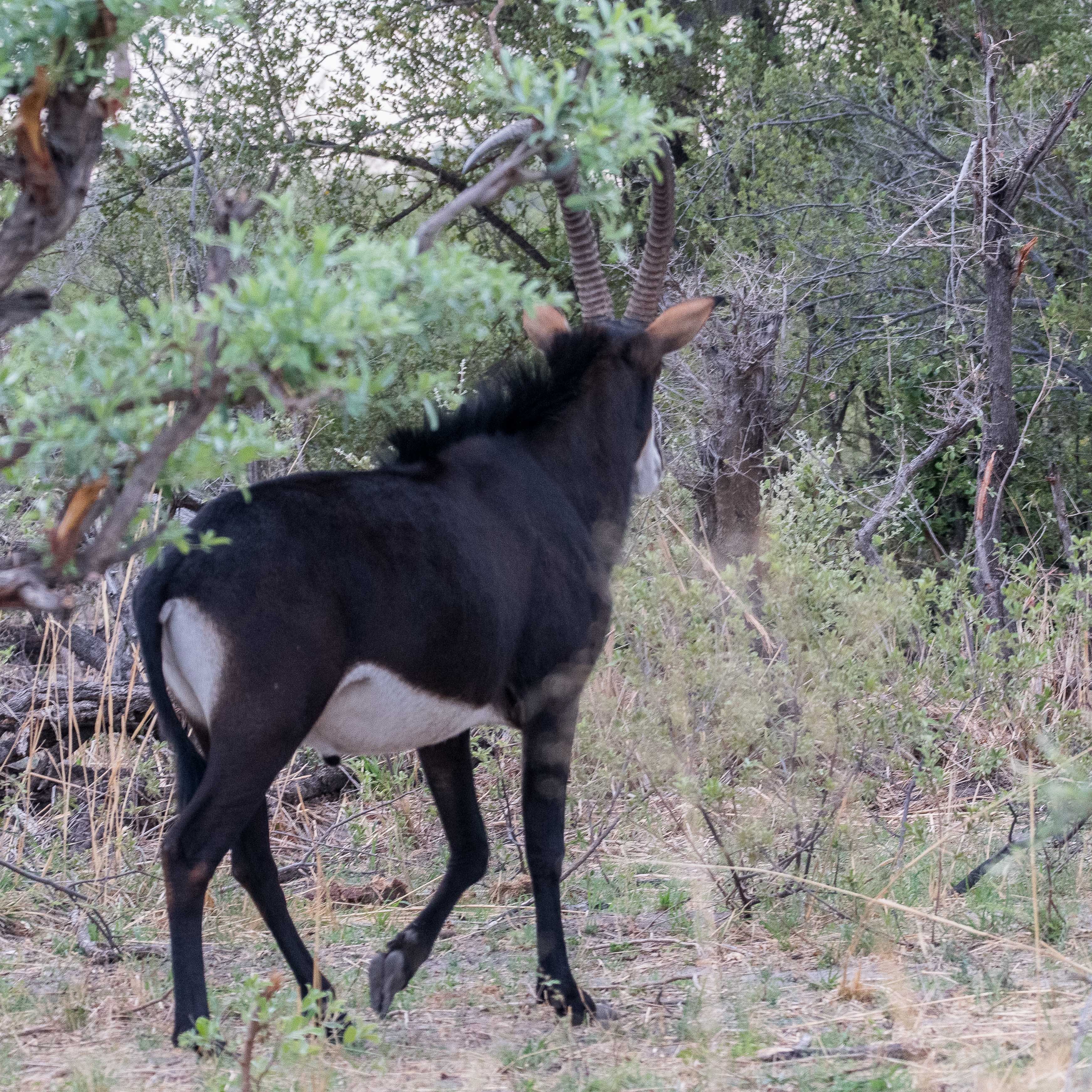 Hippotrague noir ou Antllope cheval (Sable antelope, Hippotragus niger), mâle adulte de dos, Kwando reserve, Delta de l'Okavango, Botswana.