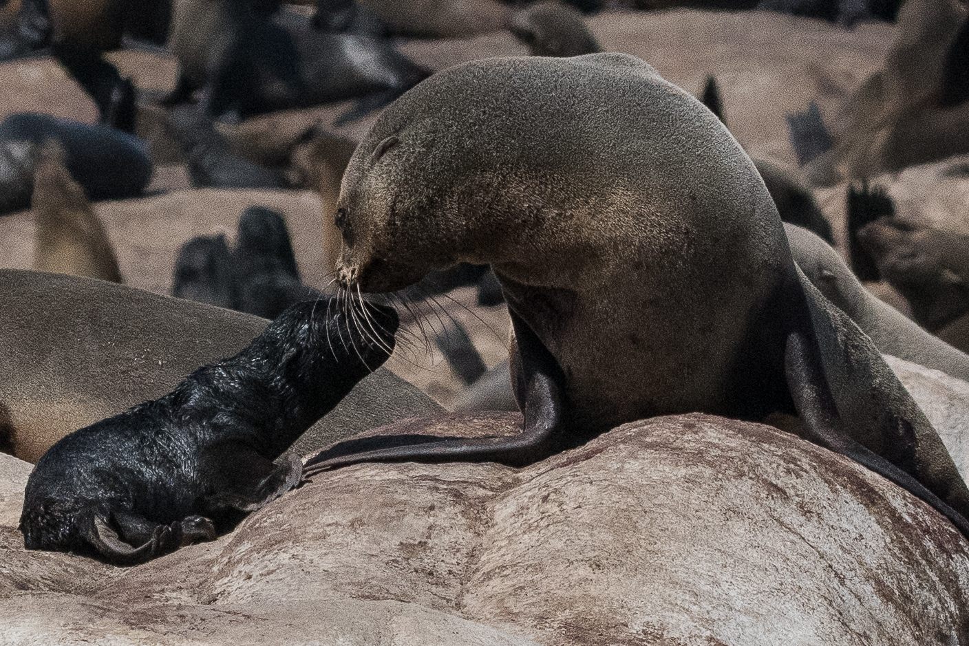 Otaries à fourrure du sud (South African Fur Seal, Arctocephalus pusillus), interaction mère-bébé, Möve bay, Parc National de la côte des squelettes, Namibie.