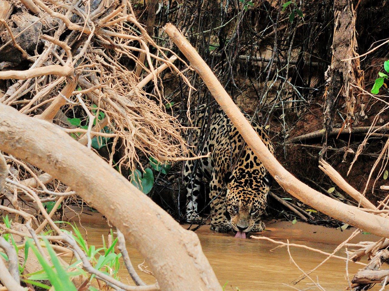 Jaguar (Jaguar,Panthera onca), adulte se désaltérant dans la rivière Cuiba, Porto Jofre, Pantanal, Mato grosso, Brésil 