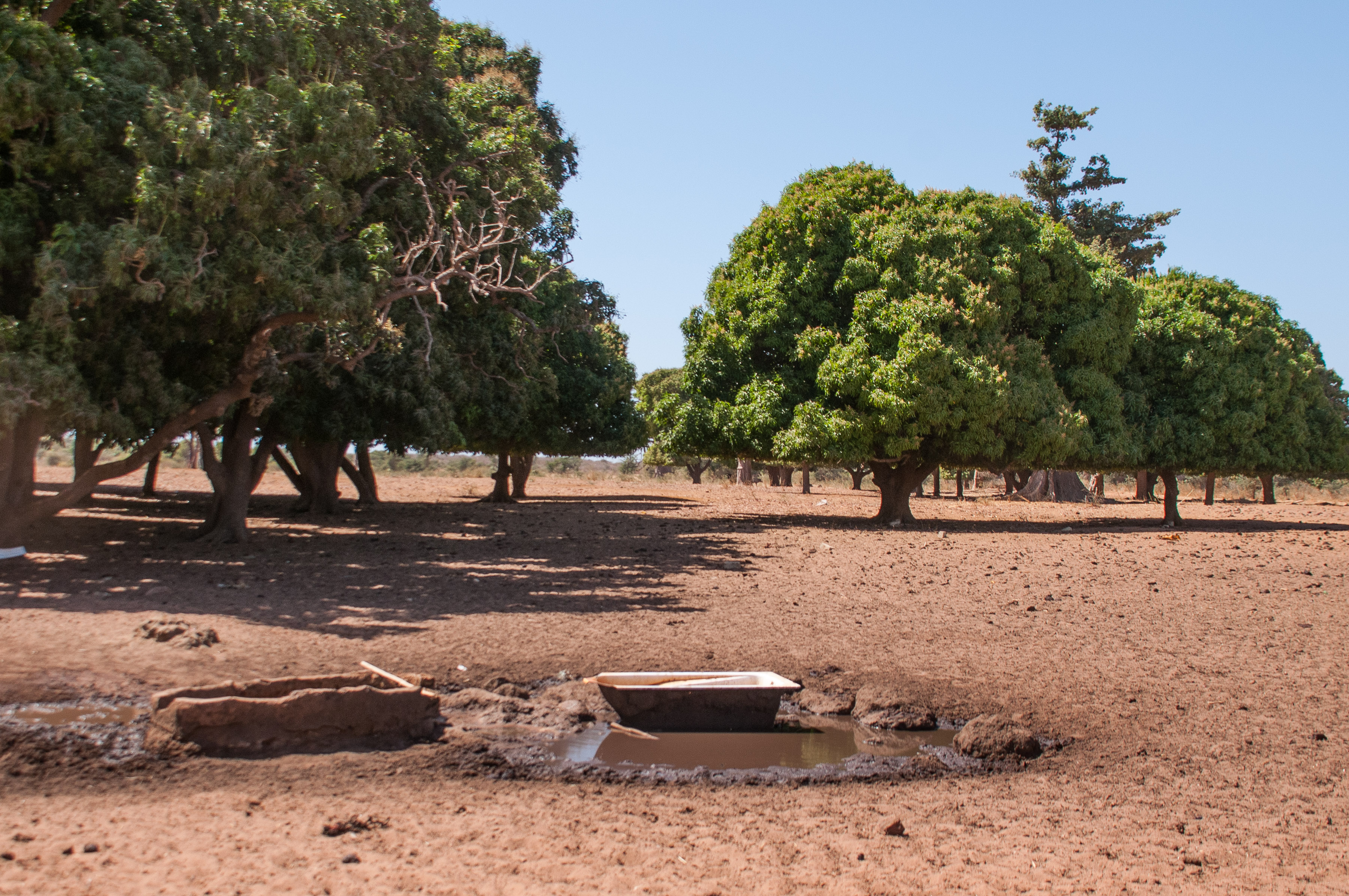 L'abreuvoir de Thiafoura après le départ des zébus, Région de Thiès, Sénégal.
