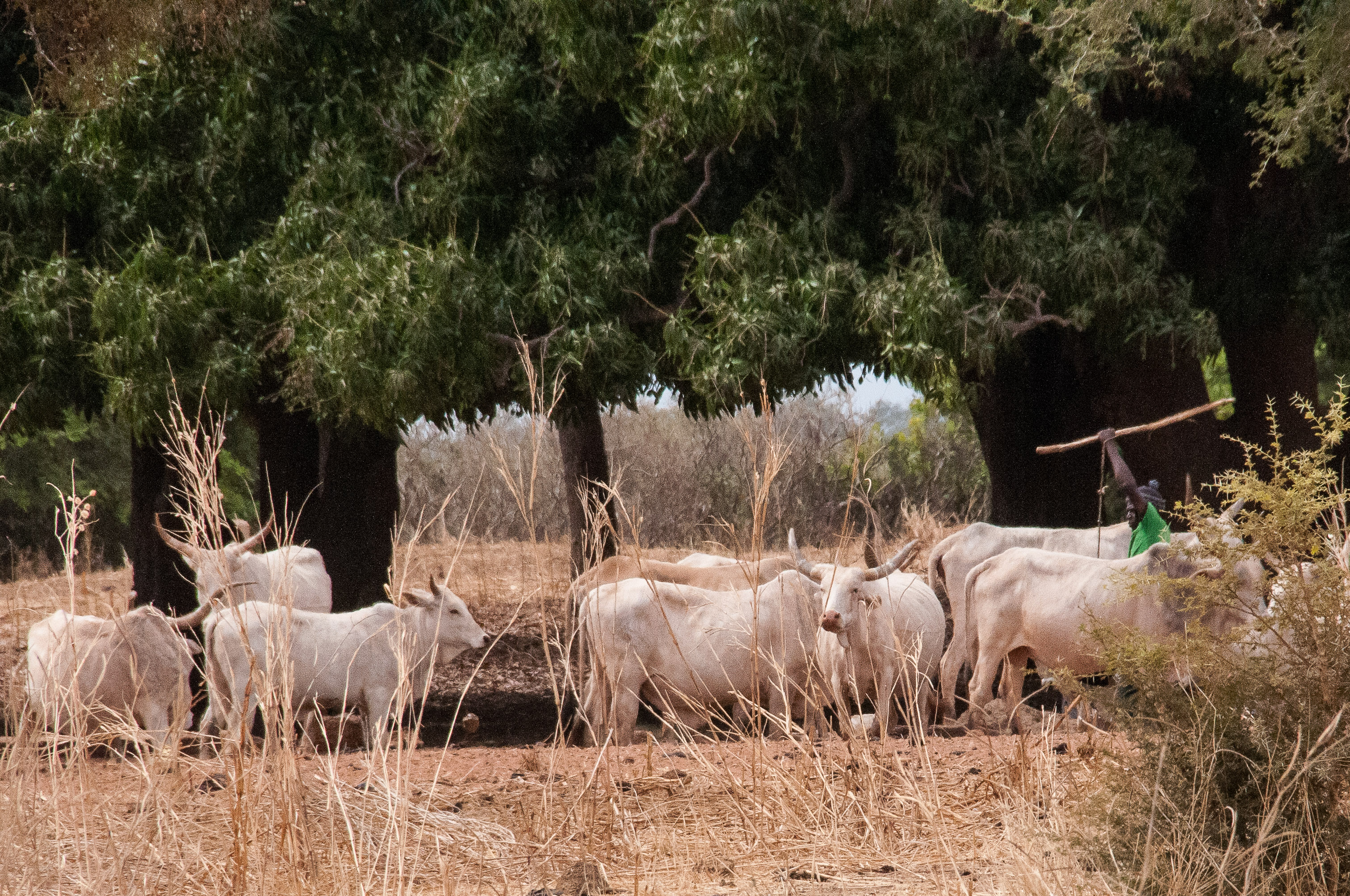 L'abreuvoir de Thiafoura en milieu de journée, Région de Thiès, Sénégal.