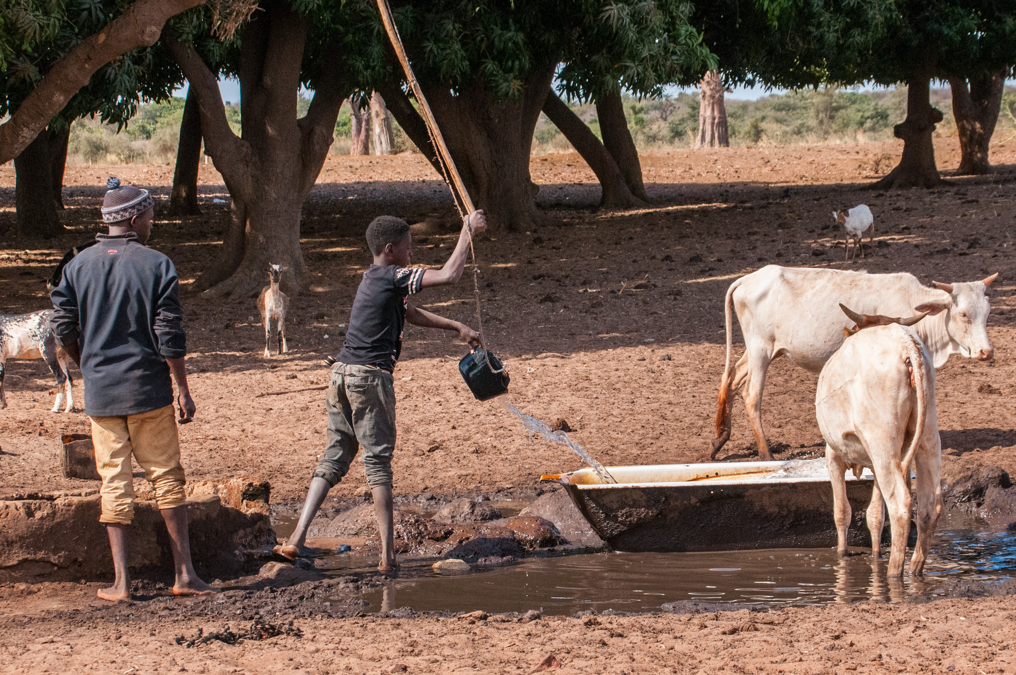 L'abreuvoir de Thiafoura, Brousse de Thiafoura, Région de Thiès, Sénégal, la baignoire des zébus. 
