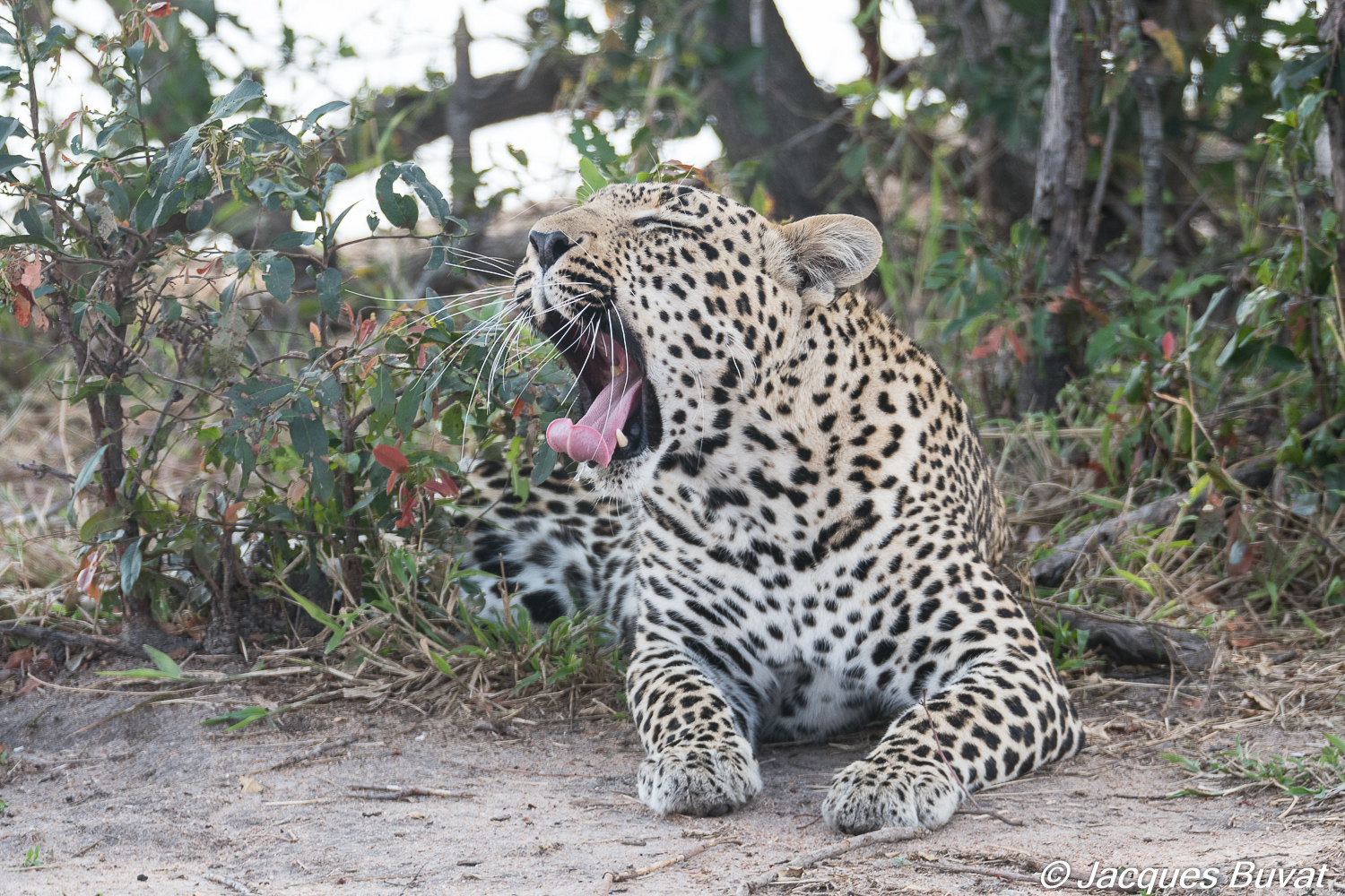 Léopard mâle baillant (Leopard, Panthera pardus), Mala Mala game reserve, Mpumalanga, Afrique du Sud.