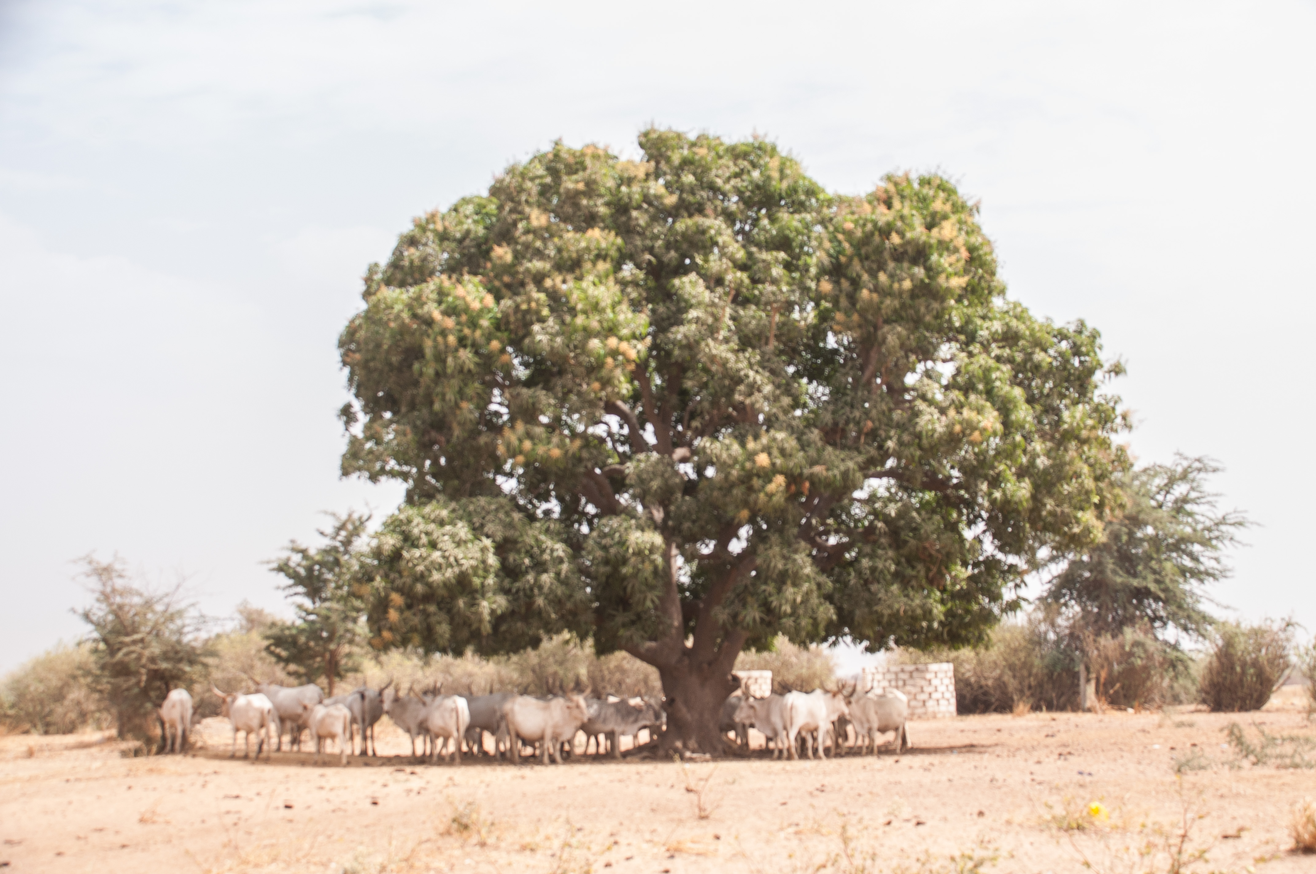 Le gros manguier en saison sèche, couvert de mangues et abritant des zébus des ardeurs du soleil, Brousse de Somone, Sénégal. 