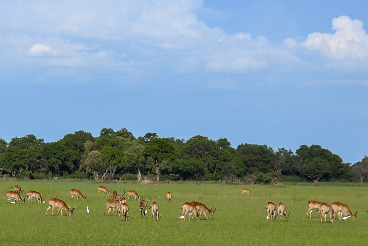 Cobes lechwe  de la sous-espèce rouge (Red lechwe, Kobus leche ssp leche) escortés de Hérons garde-boeufs, Shinde, Delta de l'Okavango, Botswana.