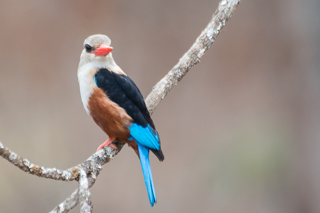 Martin-chasseur à tête grise (Grey-headed Kingfischer, Halcyon Leucocephala), mâle nuptial. 