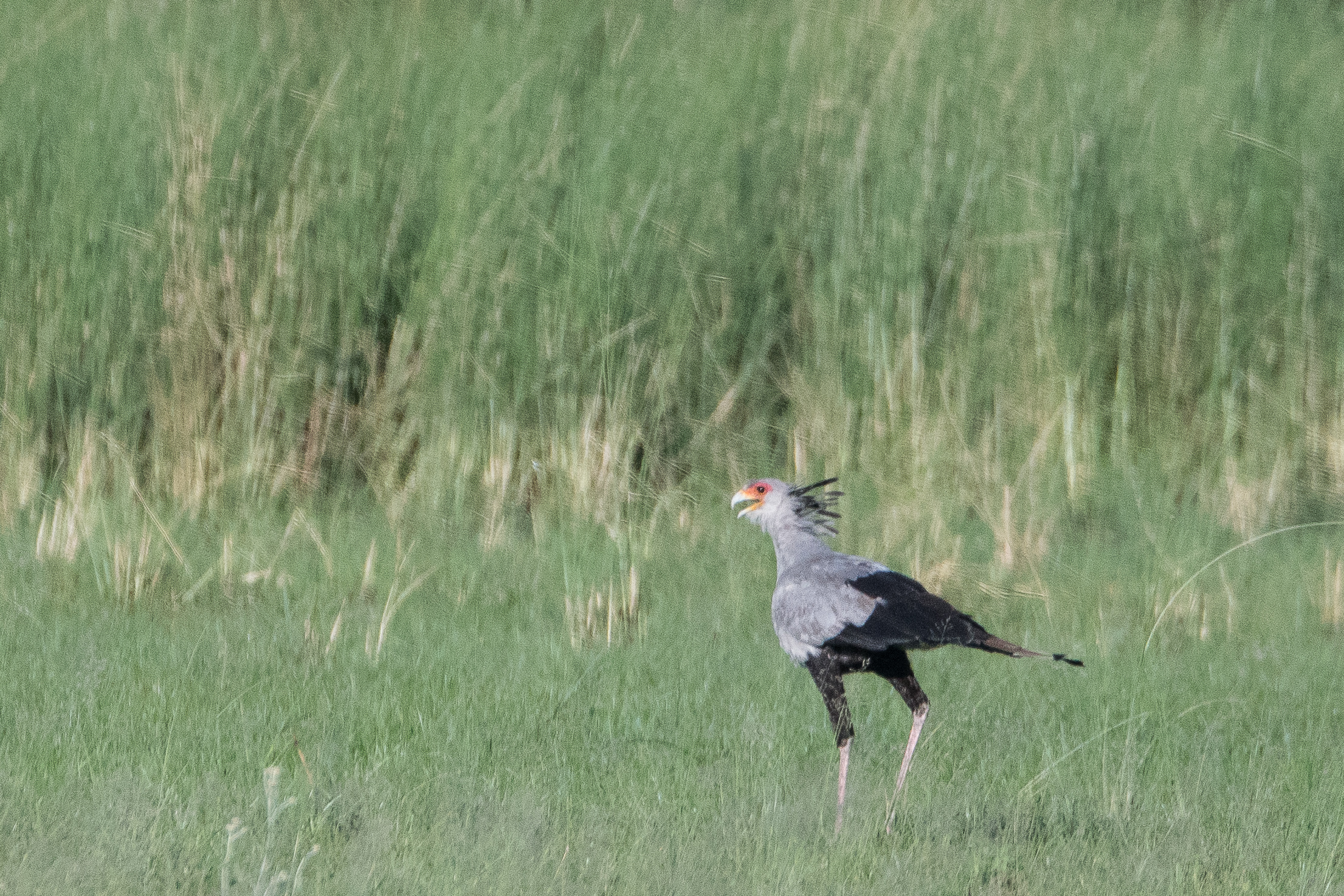 Messager sagittaire adulte (Secretary bird, Sagittarius serpentarius), Shinde , Delta de l'Okavango, Botswana.