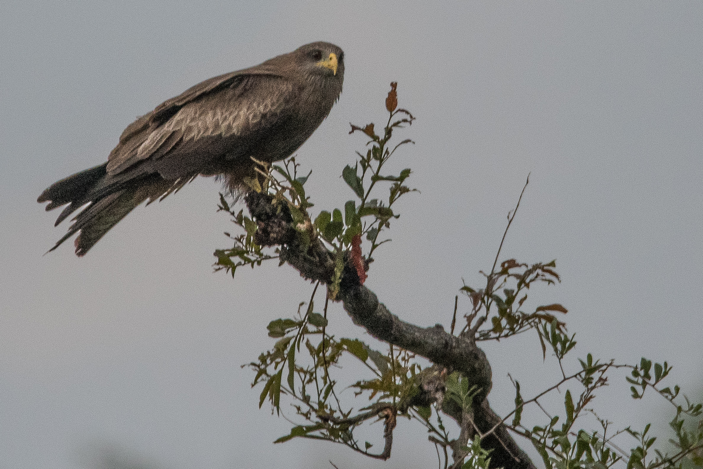 Milan à bec jaune adulte (Yellow-billed kite, Milvus aegyptius), Shinde concession, Delta de l'Okavango, Botswana.