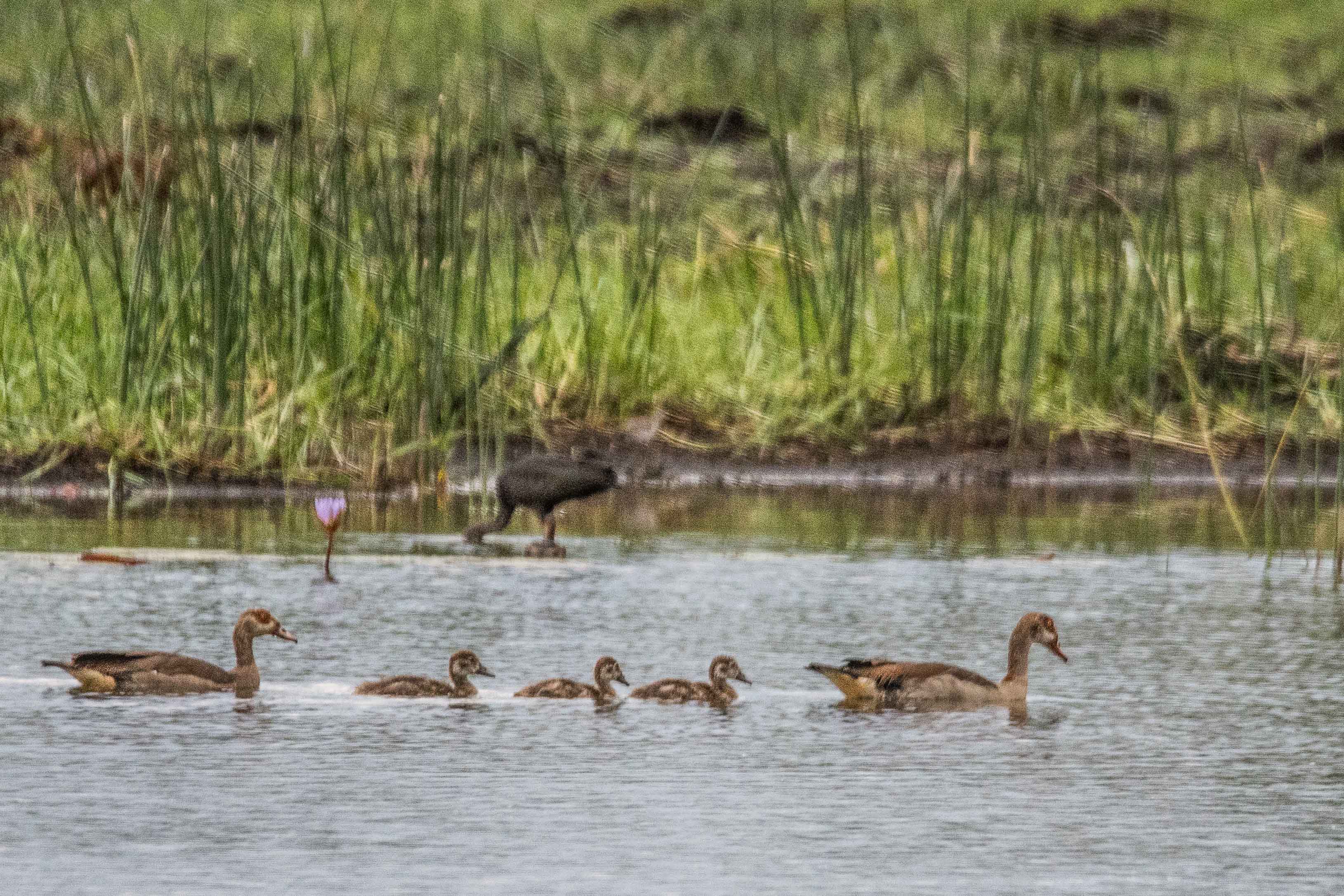 Ouettes d'Egypte (Egyptian goose, Apolochen aegyptiaca), couple adulte encadrant ses 3 petits, Shinde, Delta de l'Okavango, Botswana.