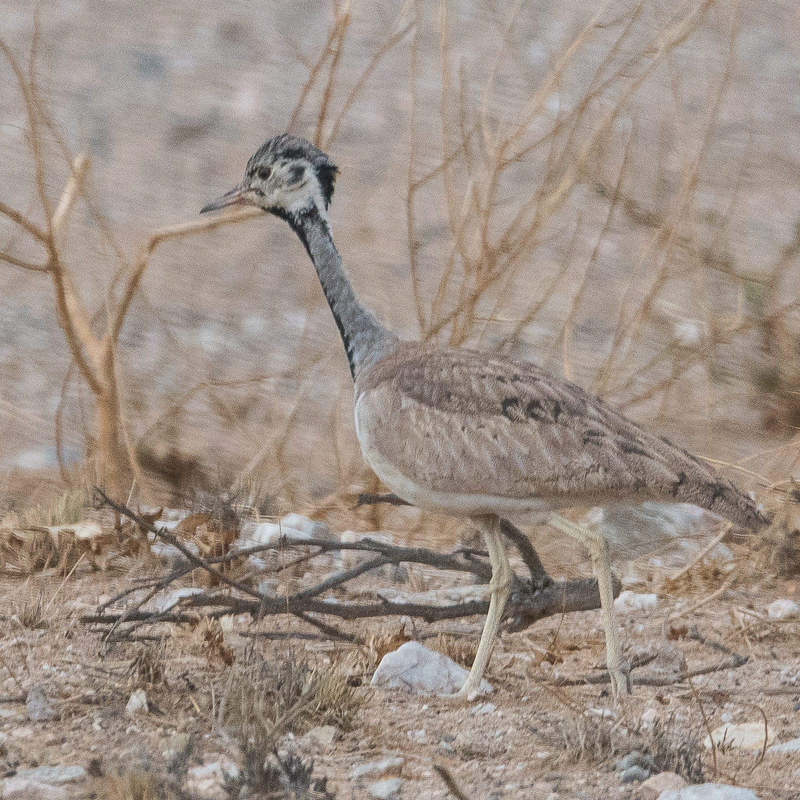 Outarde de Rüppell (Rüppell's korhaan, Eupodotis rueppelii), probable mâle subadulte, Désert du Namib, Kunene, Namibie.
