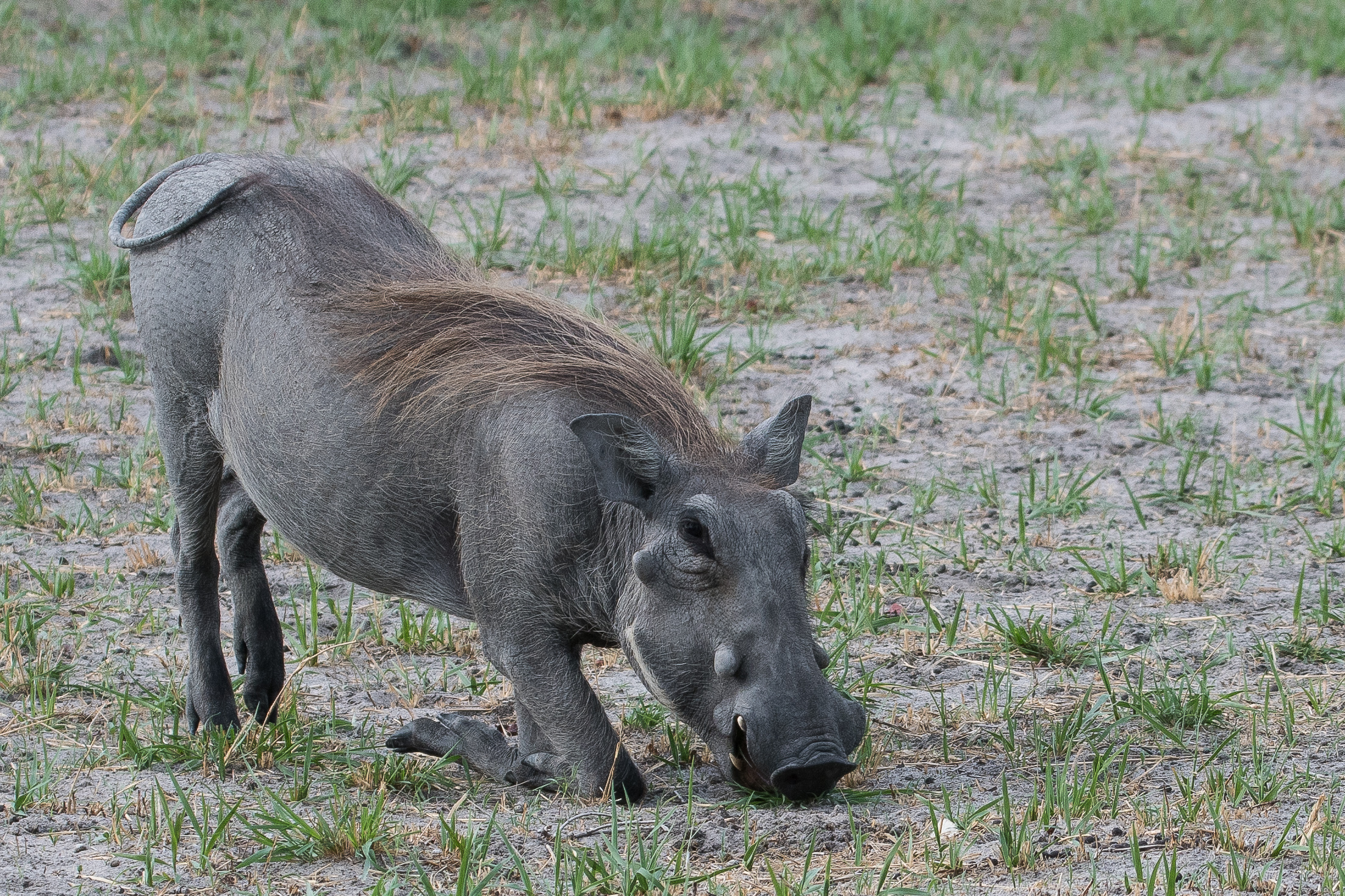 Phacochère commun (Warthog, Phacochoerus aethiopicus), jeune mâle broutant dans une position agenouillée caractéristique de l'espèce, Shinde, Botswana.