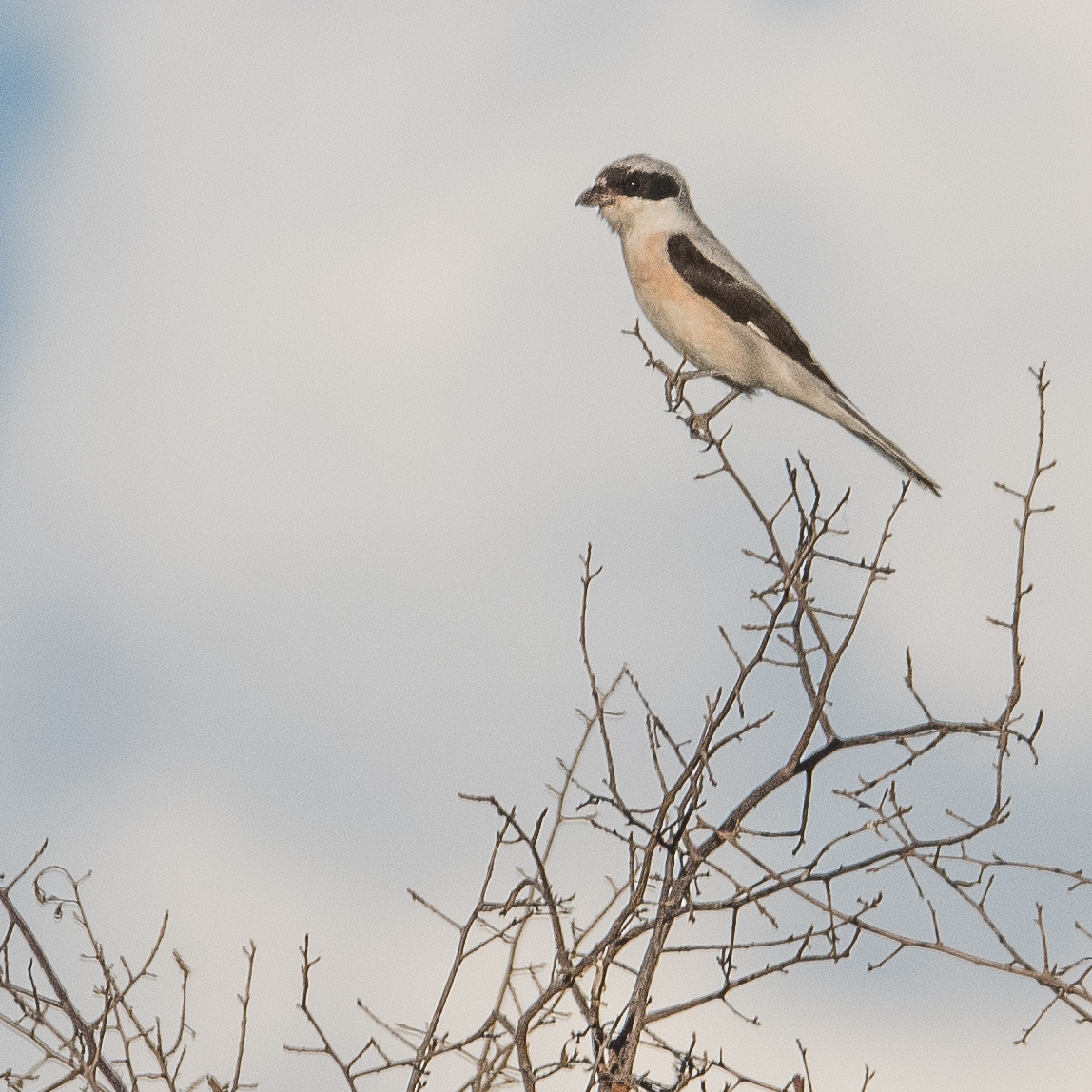 Pie-grièche à poitrine rose  (Lesser grey shrike, Lanius minor), adulte sur son poste de guet, Shinde,, Delta de l'Okavango, Botswana.