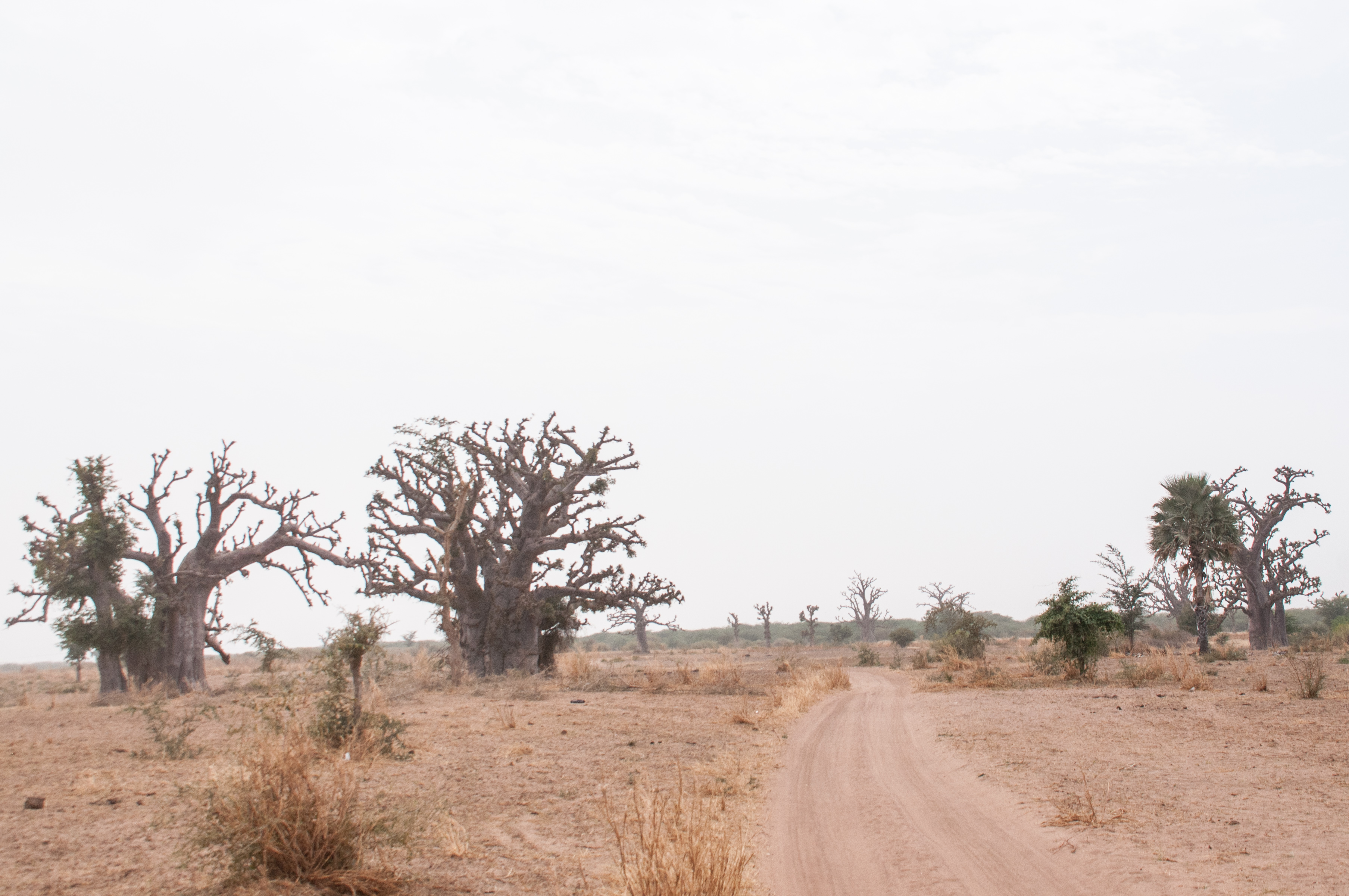 Piste des grues en saison sèche, un passage caractéristique du fait de son encadrement par un trés vieux et gros baobab et un grand palmier au même niveau. 