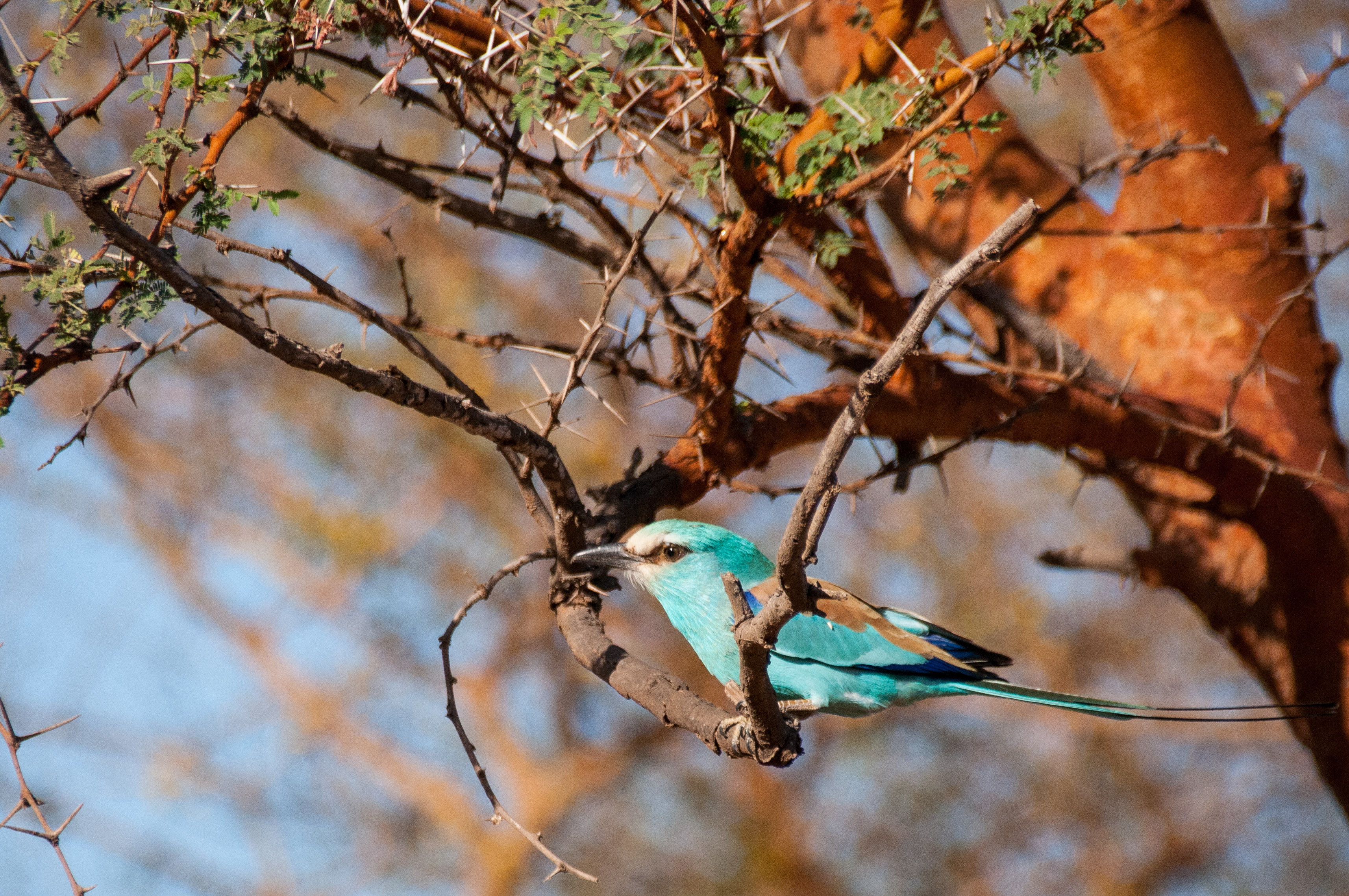 Rollier d'Abyssinie (Abyssinian Roller, Coracias Abyssinicus) en plumage nuptial, perché sur un acacia près de l'abreuvoir de Thiafoura.