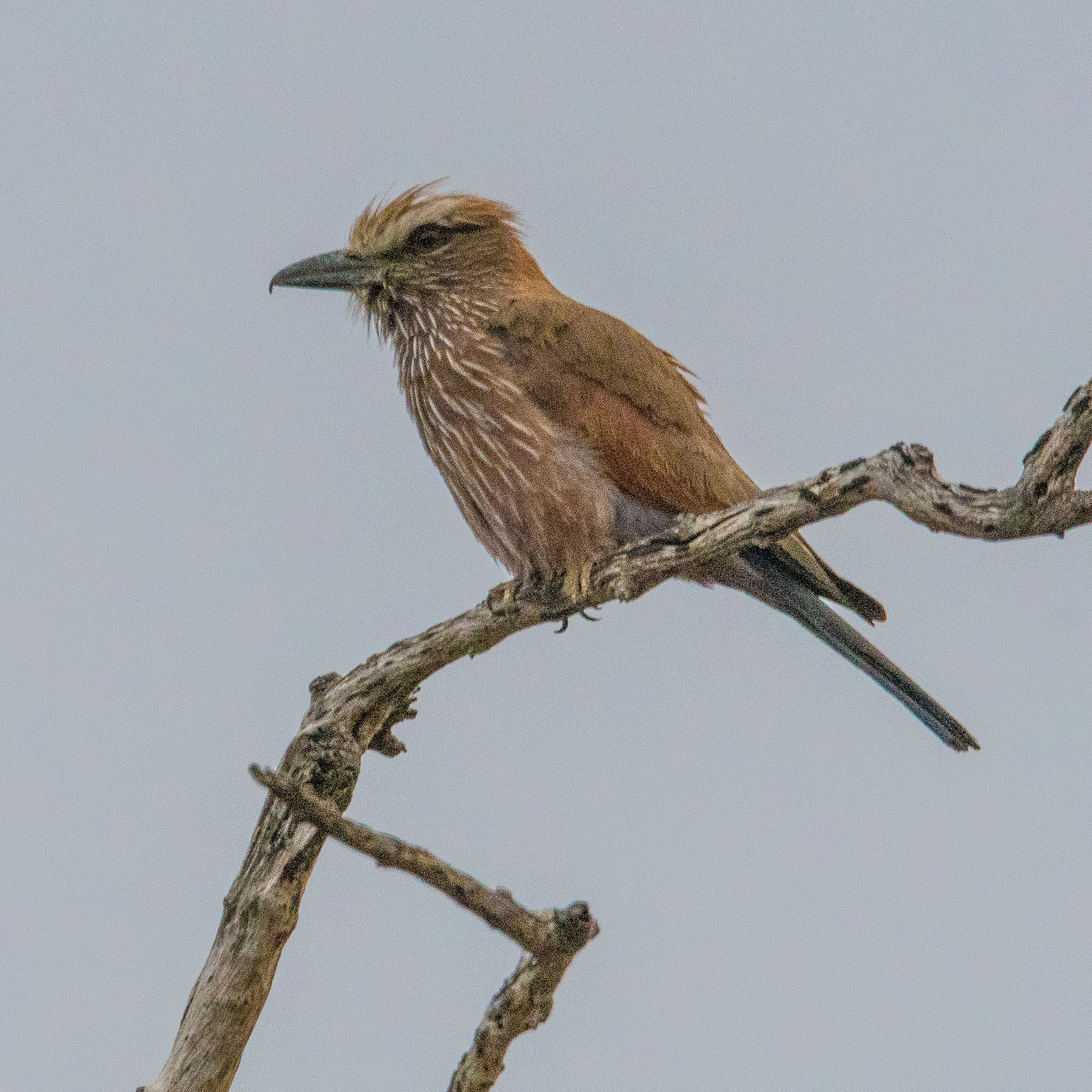 Rollier varié adulte (Purple roller, Coracias naevius), Onguma Nature Reserve, Etosha, Kunene, Namibie.