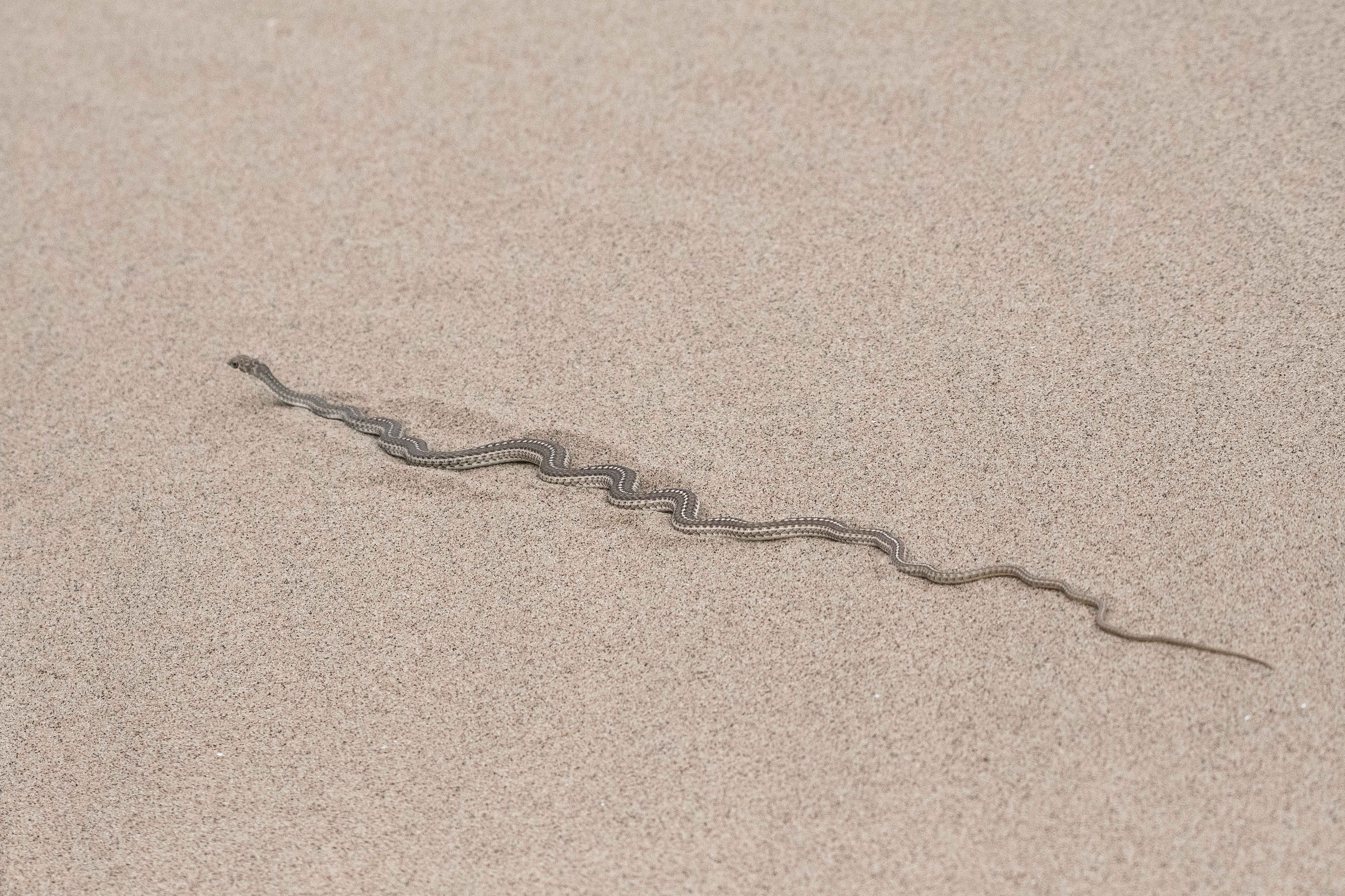 Serpent de sable du Namib (Namib sand snake, Psammophis namibensis), Delta de la rivière Kuiseb, Parc national de Dorob, Namibie..