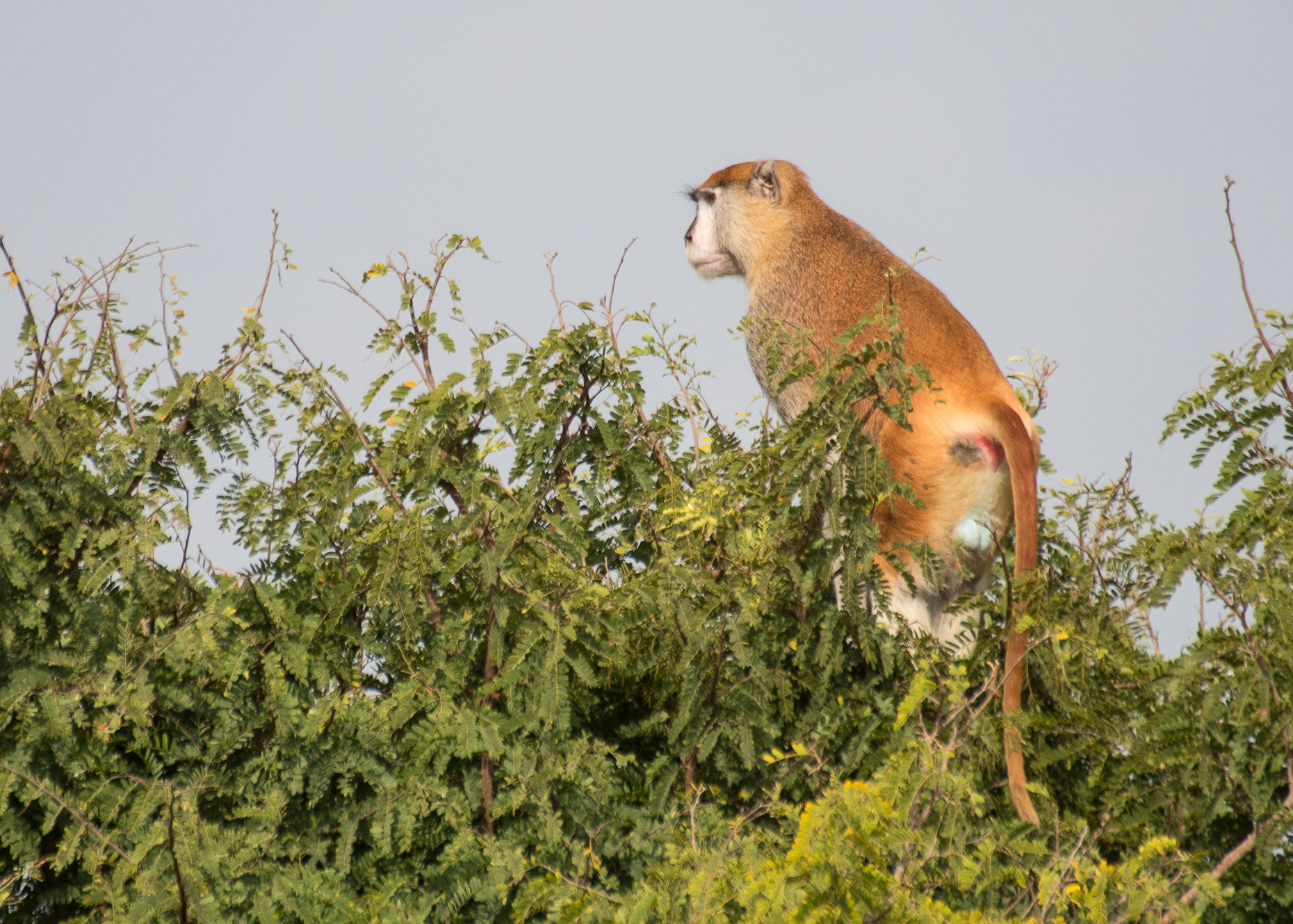 Singe Patas mâle surveillant sa tribu du haut d'un acacia, Piste de l’autour sombre, Guéreo, Région de Thiès, Sénégal. 
