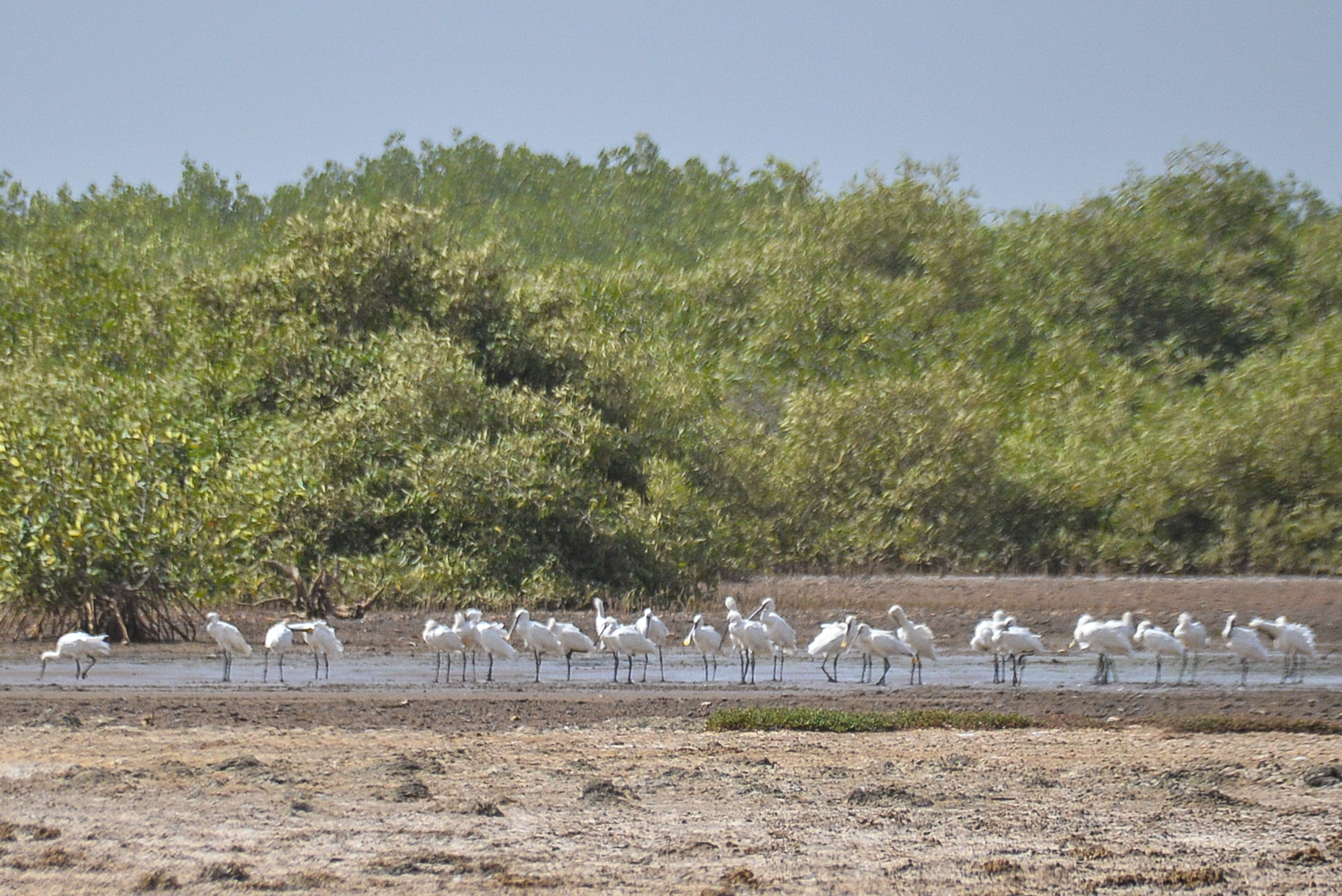 . Spatules blanches (Eurasian Spoonbill, Platalea leucorodia), se reposant à l’extrémité Sud de l’étang de Sonko 2 en saison sèche, Brousse de Somone, Sénégal. 