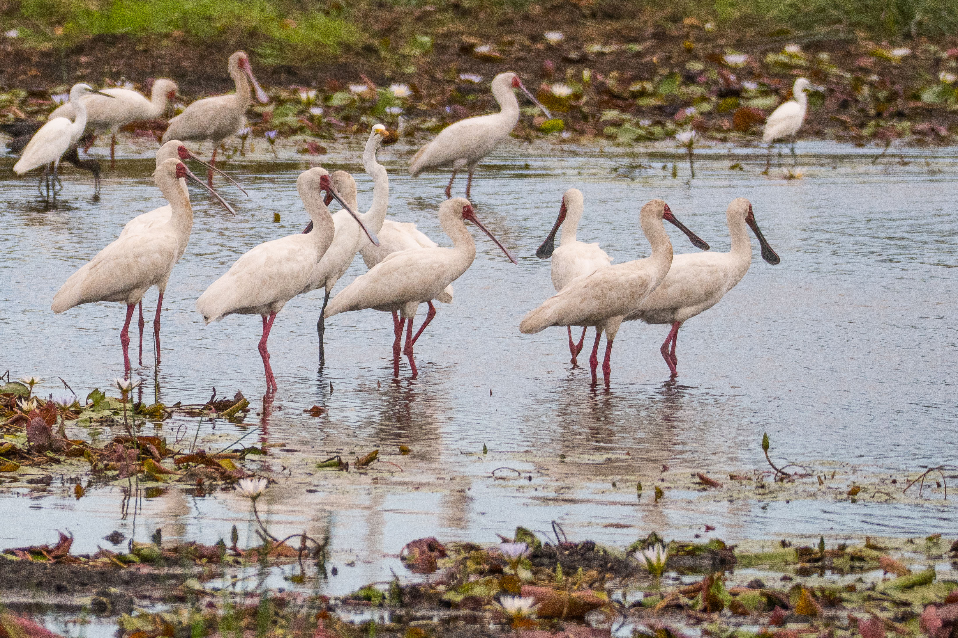 Spatules d'Afrique (African spoonbills, Platalea alba), adultes se nourrissant au milieu d'autres oiseaux aquatiques, Shinde, Botswana.