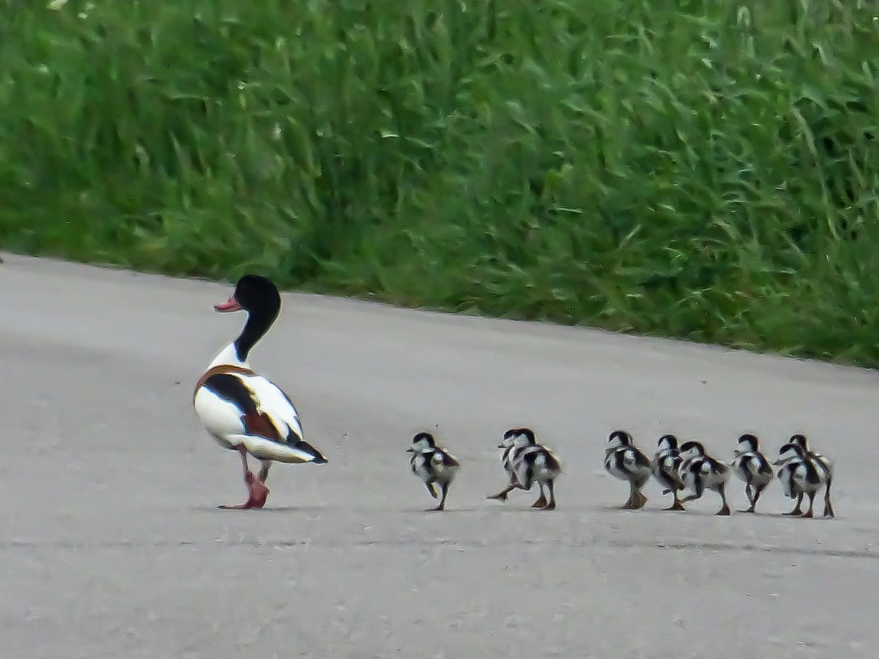 Tadornes de Belon (Common shelduck, Tadorna tadorna), femelle adulte suivie de ses 9 canetons, Mont-Bernanchon, Hauts de France. Photo Guy Lefebvre.