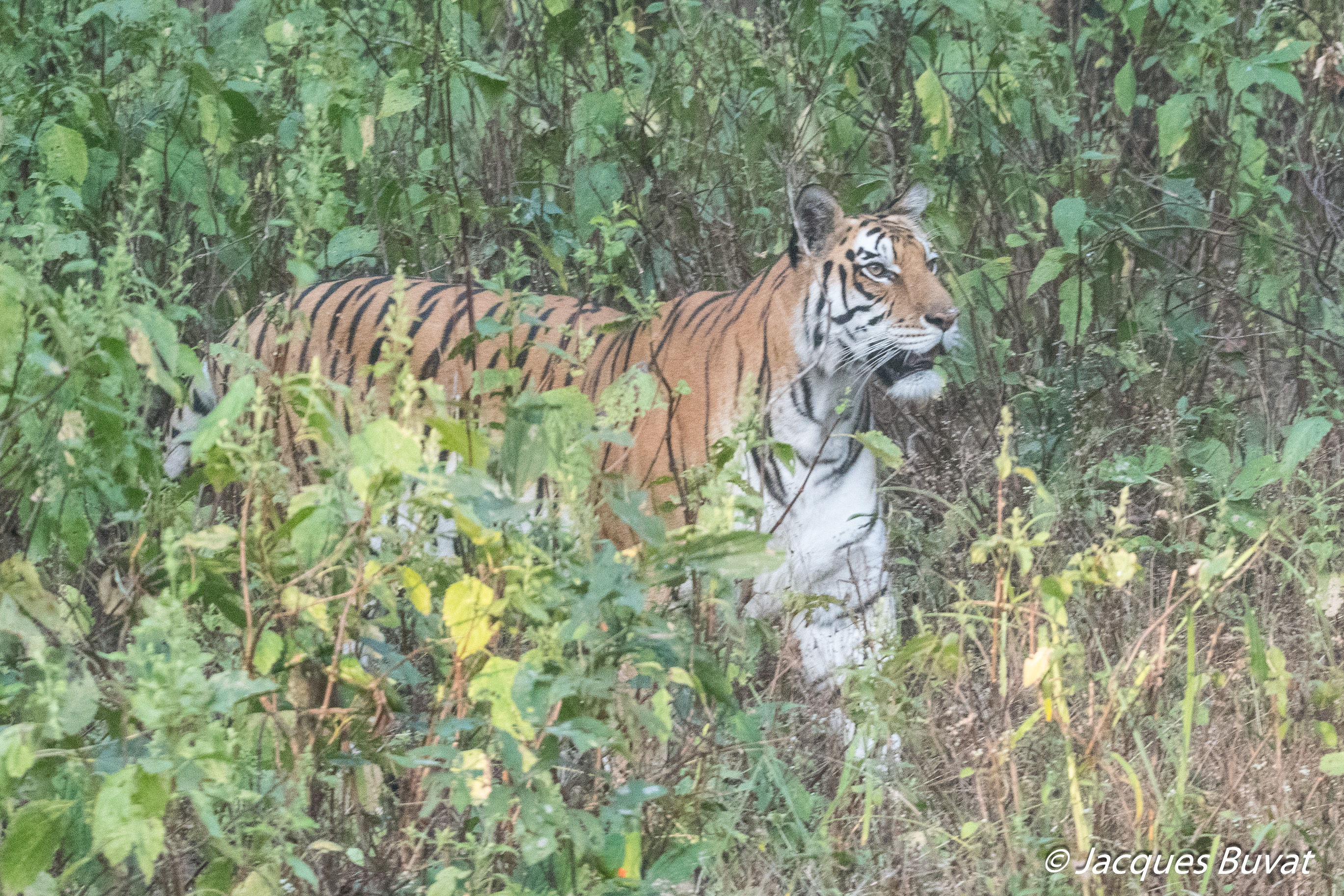 Tigre du Bengale (Bengal Tiger, Panthera Tigris), femelle de 7 ans se déplaçant dans la brousse du Parc National de Kanha, Madia Prahesch, Inde.