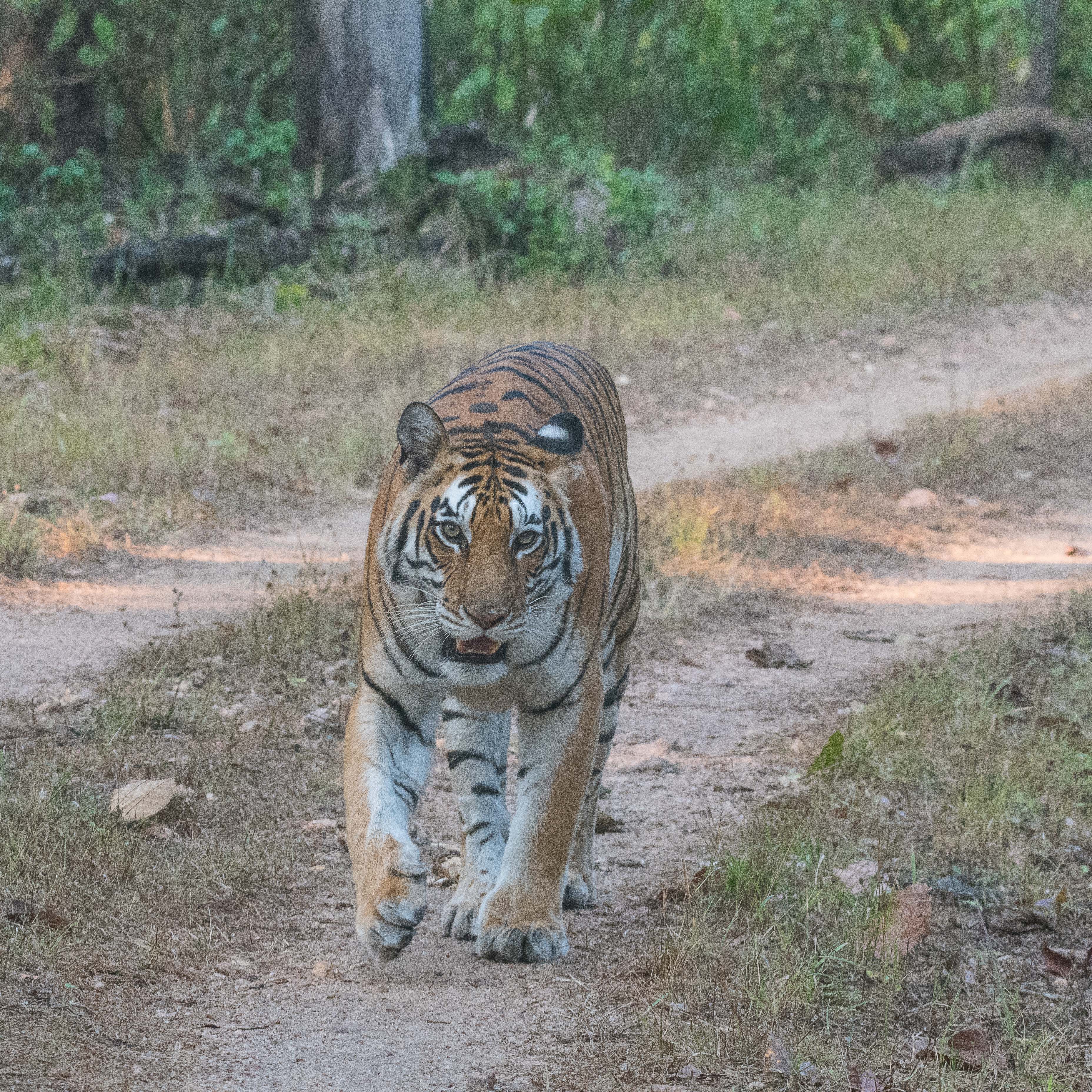 Tigre du Bengale (Bengal tiger, Panthera tigris, femelle de 7 ans arpentant le Parc National de Kanha, Inde 