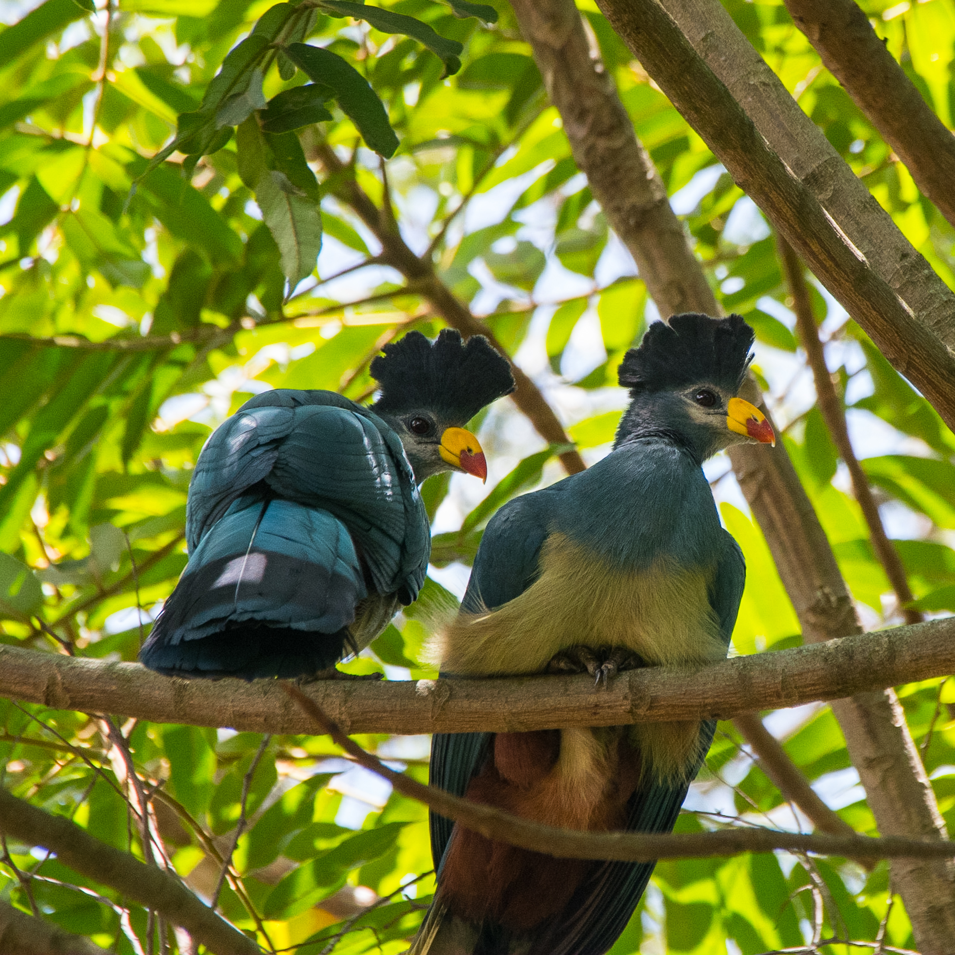 Touraco géants, Ouganda