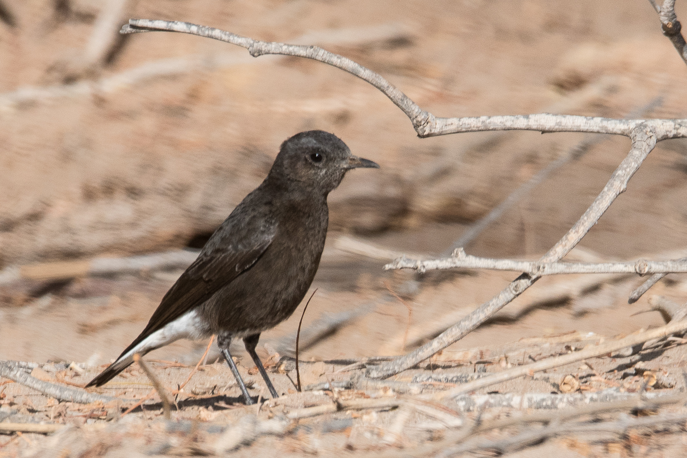 Traquet montagnard (Mountain wheatear, Myrmecocichla monticola), femelle adulte, Hoanib valley, Namibie.