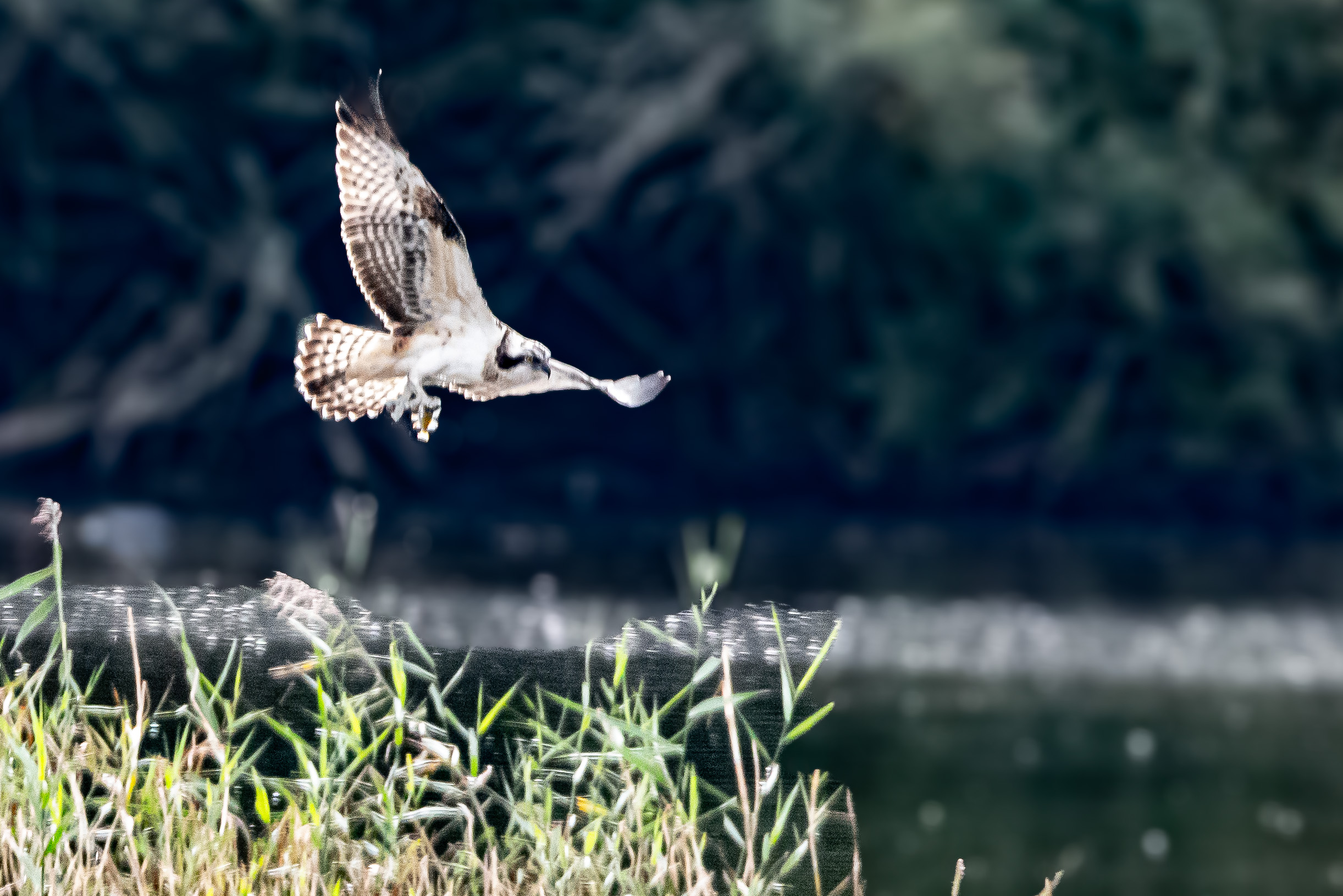  Balbuzard pêcheur juvénile en action de pêche (Pandion haliaetus (Osprey), Réserve Naturelle de Mont-Bernanchon, Hauts de France. 
